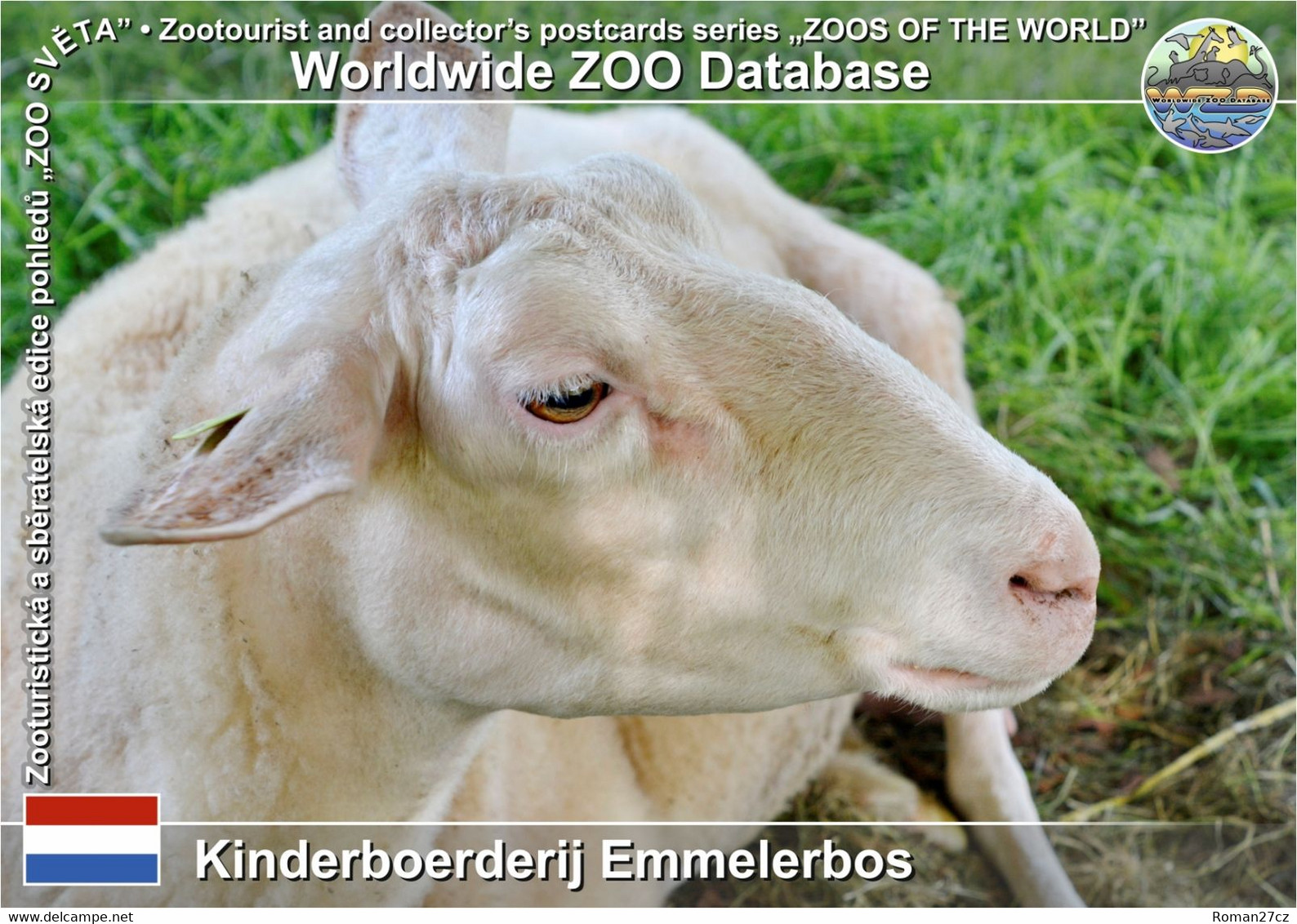 01160 Kinderboerderij Emmelerbos, NL - Drenthe Heath Sheep (Ovis Orientalis F. Aries "Drents Heideschaap") - Emmeloord