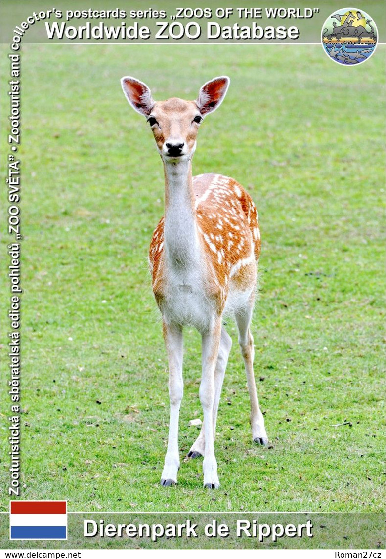 01170 Dierenpark De Rippert, NL - European Fallow Deer (Dama Dama) - Helmond