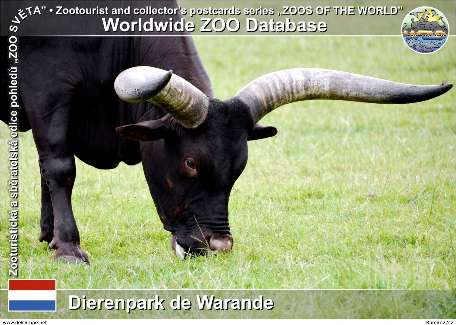 01171 Dierenpark De Warande, NL - Ankole-watusi (Bos Primigenius F. Taurus "Watusi") - Helmond