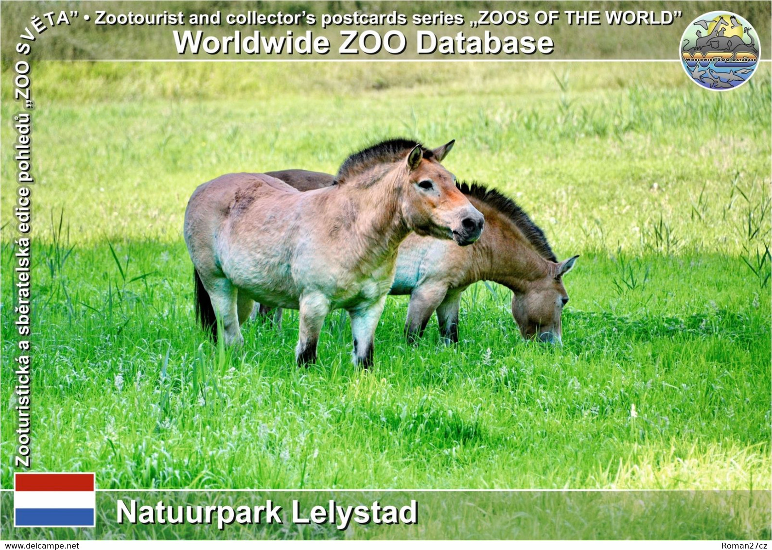 01178 Natuurpark Lelystad, NL - Przewalski's Wild Horse (Equus Ferus Przewalskii) - Lelystad