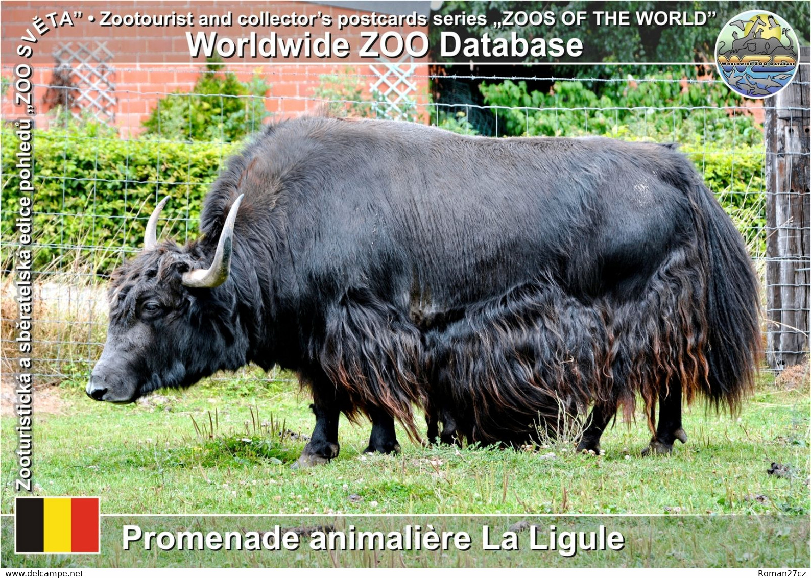 01187 Promenade Animaliere A La Ligule, BE - Domestic Yak (Bos Mutus F. Grunniens) - Le Roeulx