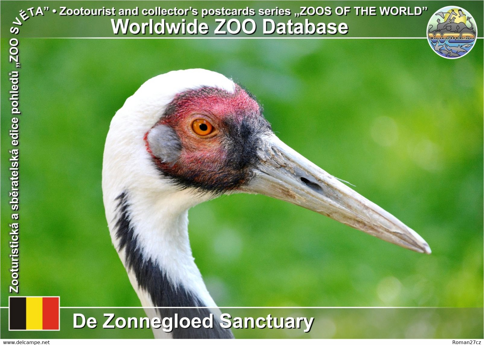 01190 De Zonnegloed Sanctuary, BE - White-naped Crane (Antigone Vipio) - Vleteren