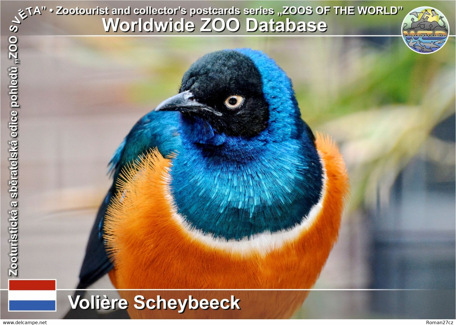 01205 Voliere Scheybeeck, NL - Superb Starling (Lamprotornis Superbus) - IJmuiden