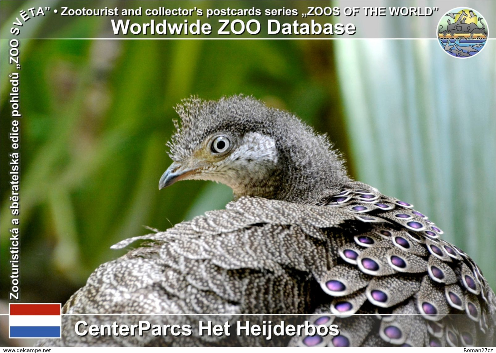 01215 CenterParcs Het Heijderbos, NL - Grey Peacock-pheasant (Polyplectron Bicalcaratum) - Gennep