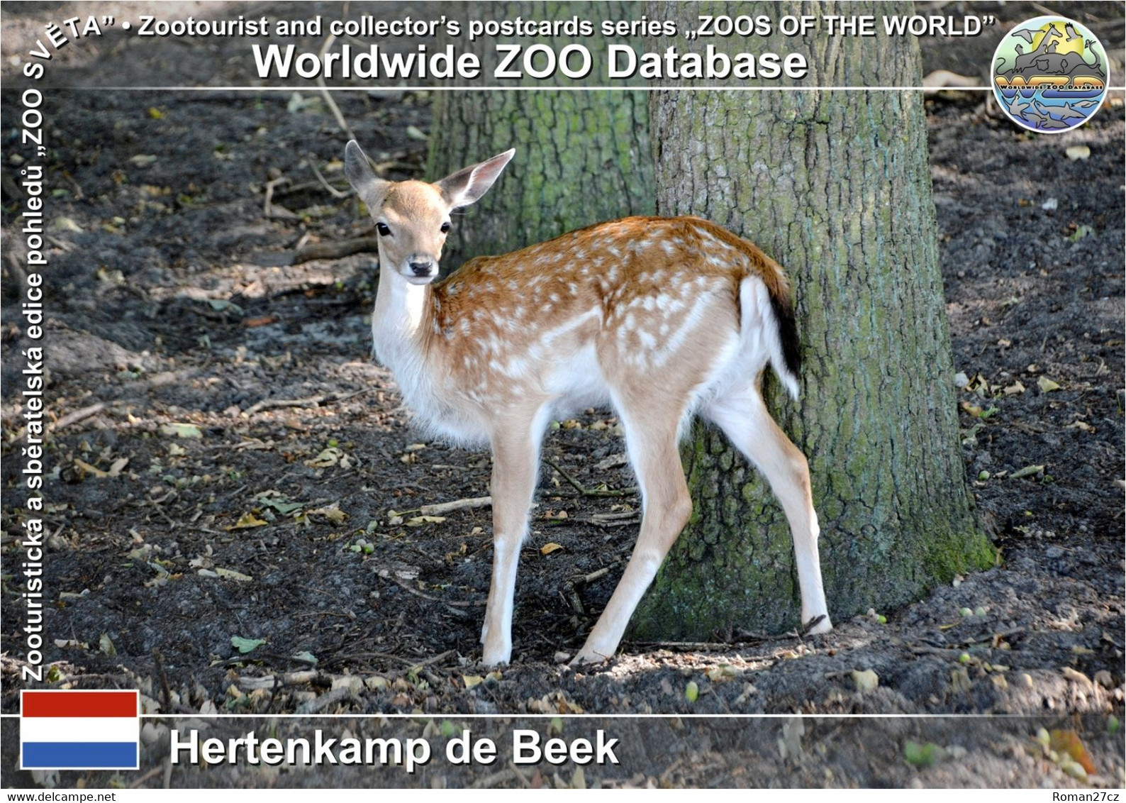 01219 Hertenkamp De Beek, NL - European Fallow Deer (Dama Dama) - Bergen Op Zoom