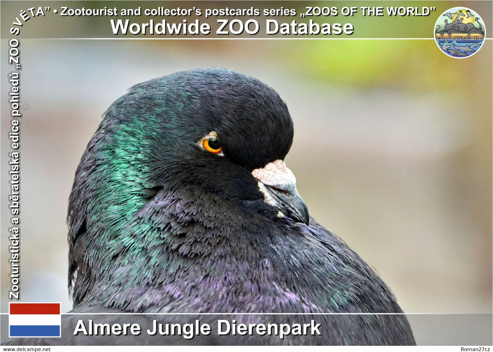01226 Almere Jungle Dierenpark, NL - King Pigeon (Columba Livia F. Domestica "King") - Almere