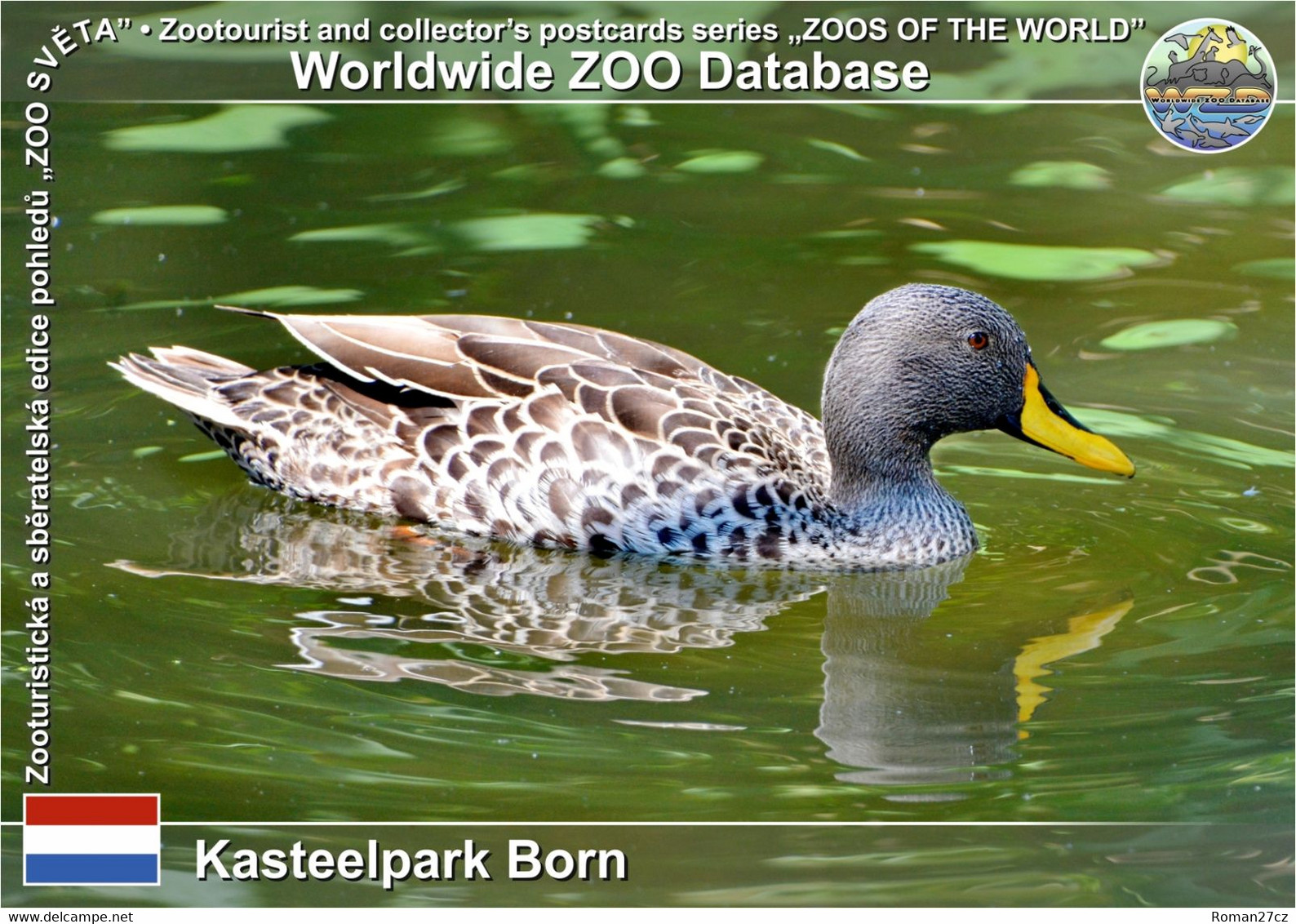 01228 Kastealpark Born, NL - Yellow-billed Duck (Anas Undulata) - Sittard