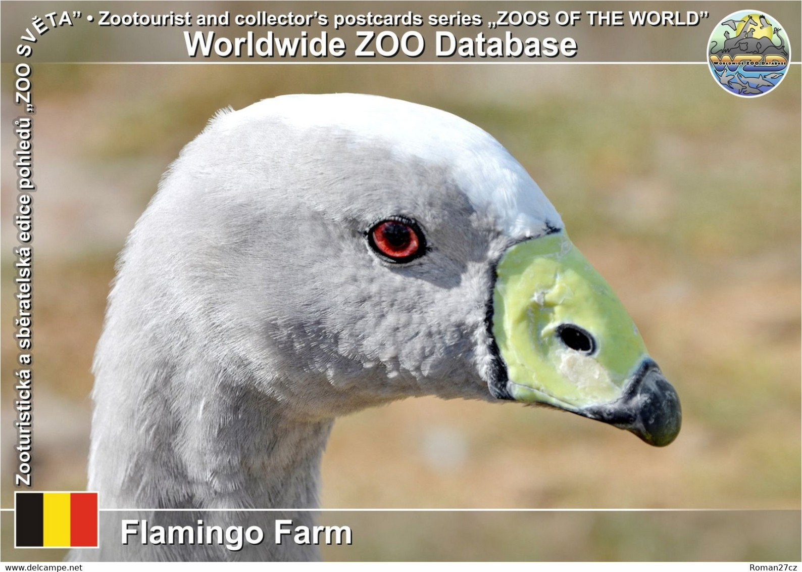 01235 Flamingo Farm, BE - Cape Barren Goose (Balearica Regulorum) - Roeselare