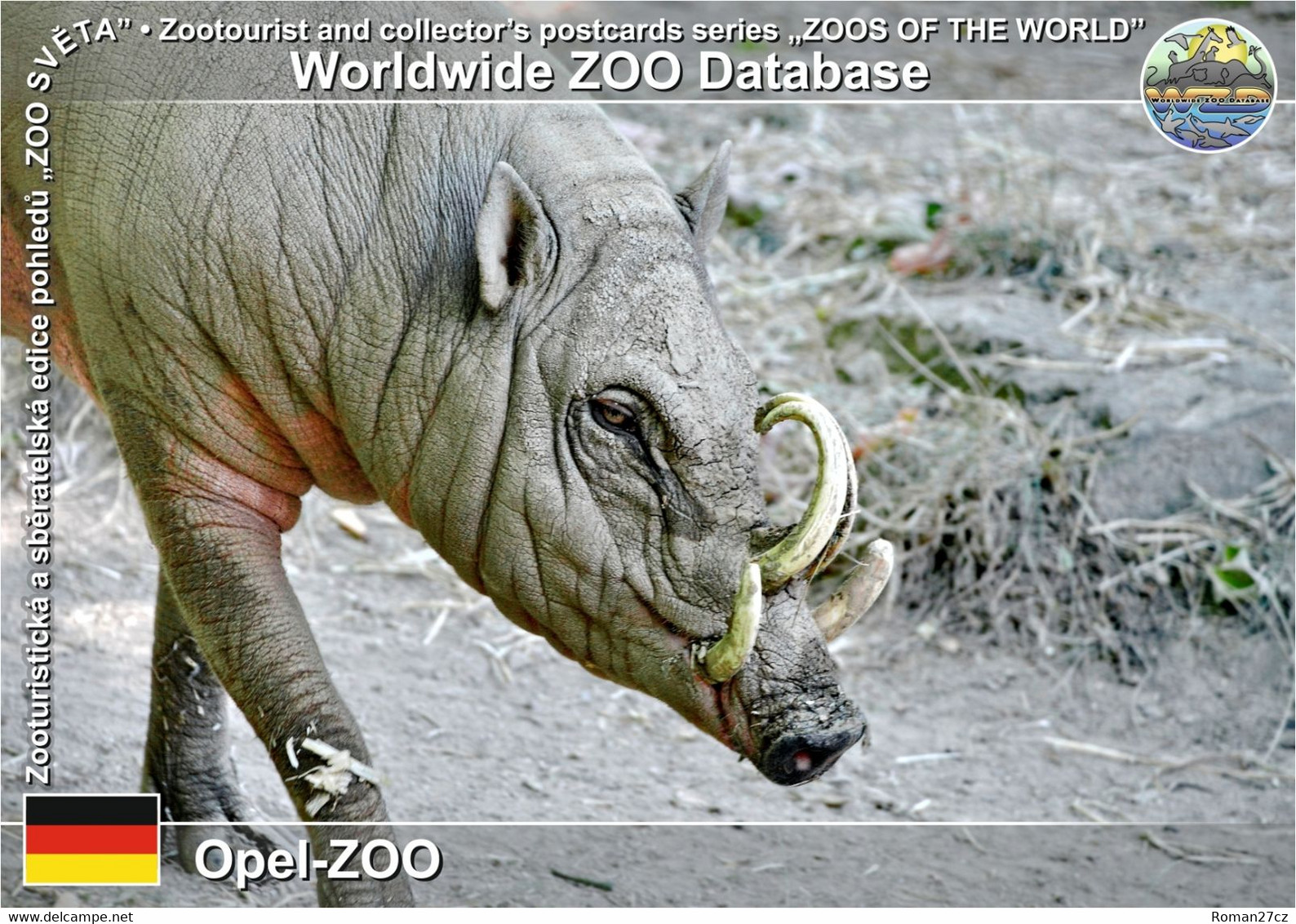 01249 Opel-ZOO, DE - Sulawesi Babirusa (Babyrousa Celebensis) - Kronberg