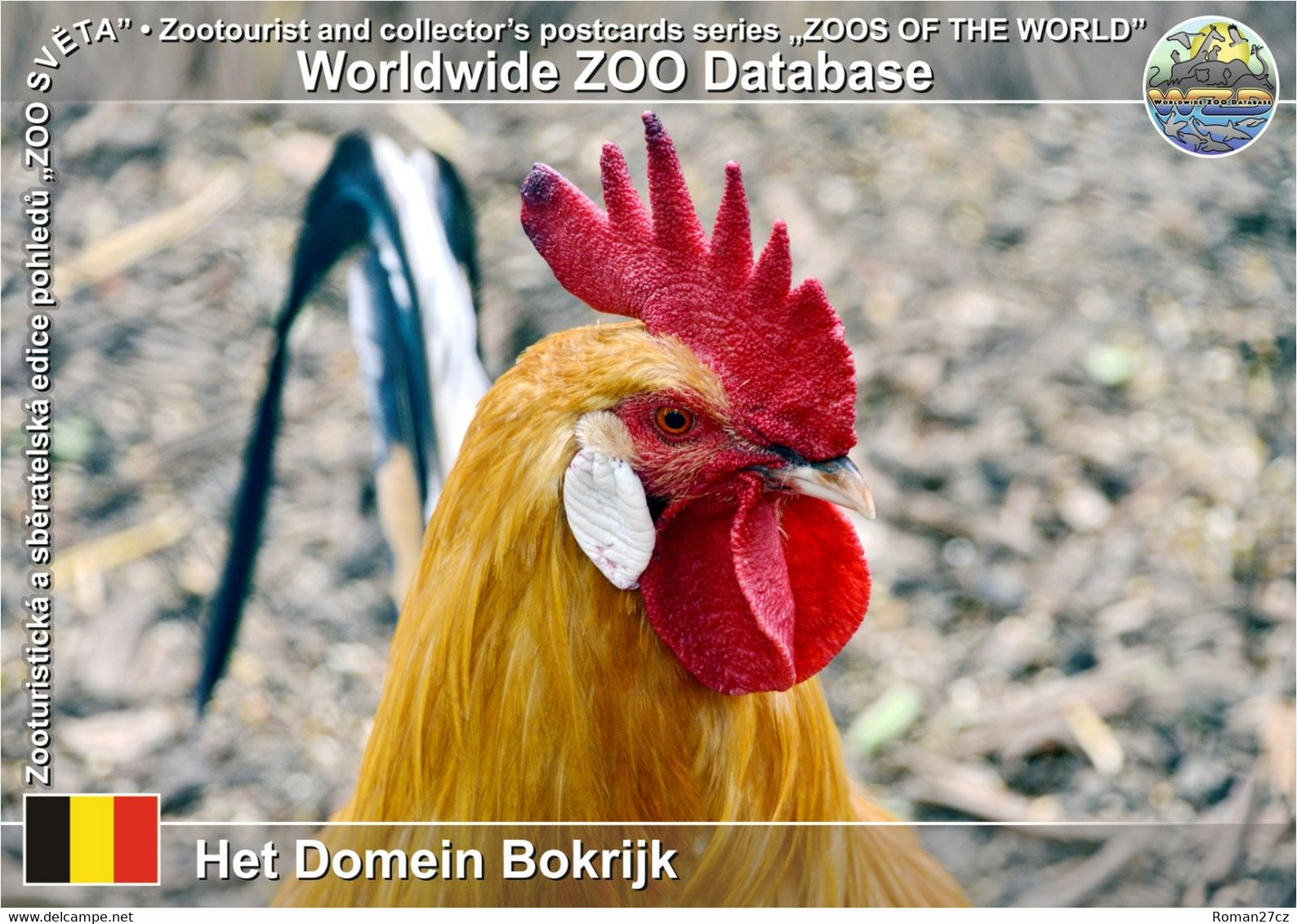 01304 Het Domein Bokrijk, BE - Yellow Of Haspengouw Chicken (Gallus Gallus F. Domestica "Fauve De Hesbaye") - Genk