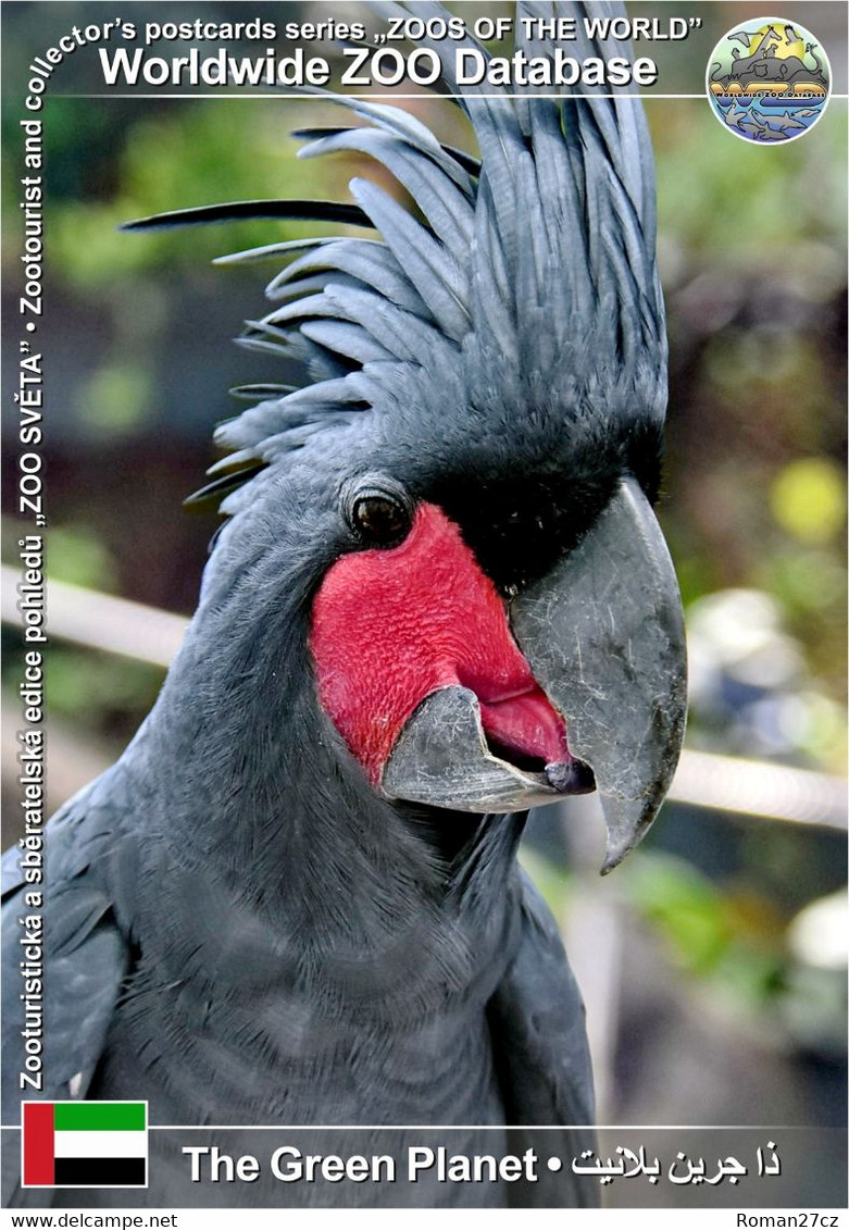 01312 The Green Planet Dubai, AE - Palm Cockatoo (Probosciger Aterrimus) - Ver. Arab. Emirate