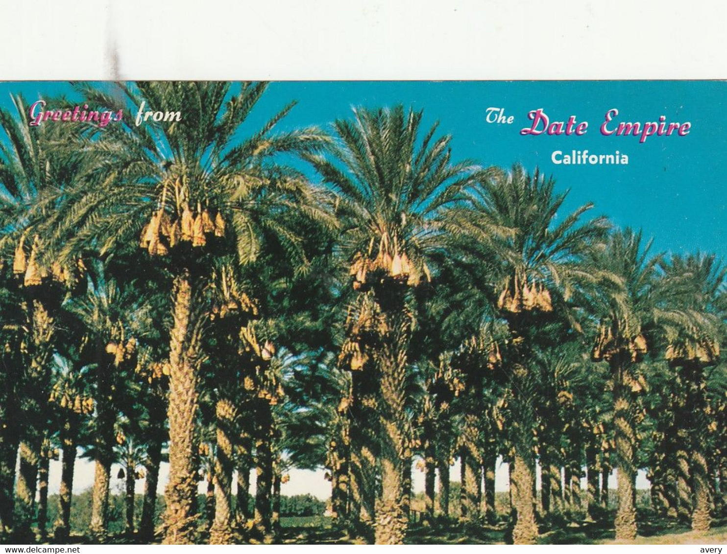 Date Groves Laden With Fruit In The Coachella Valley And The Palm Springs Area Of California - Palm Springs