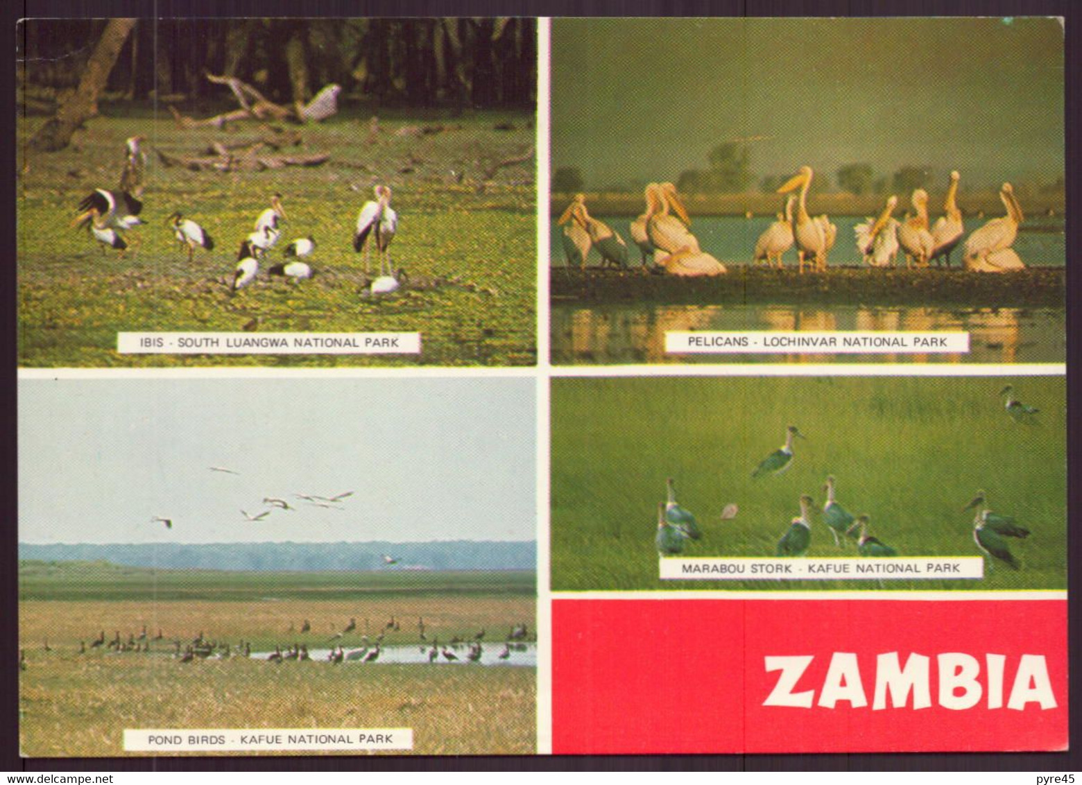 ZAMBIE ANIMAUX OISEAUX - Zambia