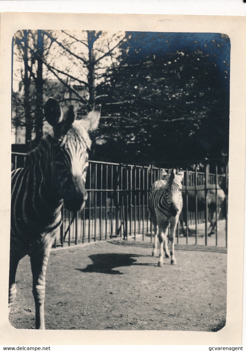 ZEBRA'S   1927      FOTO  12 X 9 CM      ZIE AFBEELDINGEN - Zebra's