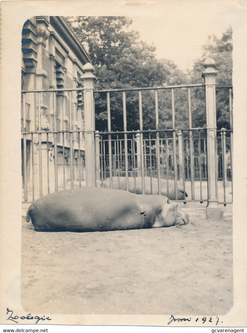 NIJLPAARD    1927      FOTO  12 X 9 CM      ZIE AFBEELDINGEN - Hippopotamuses