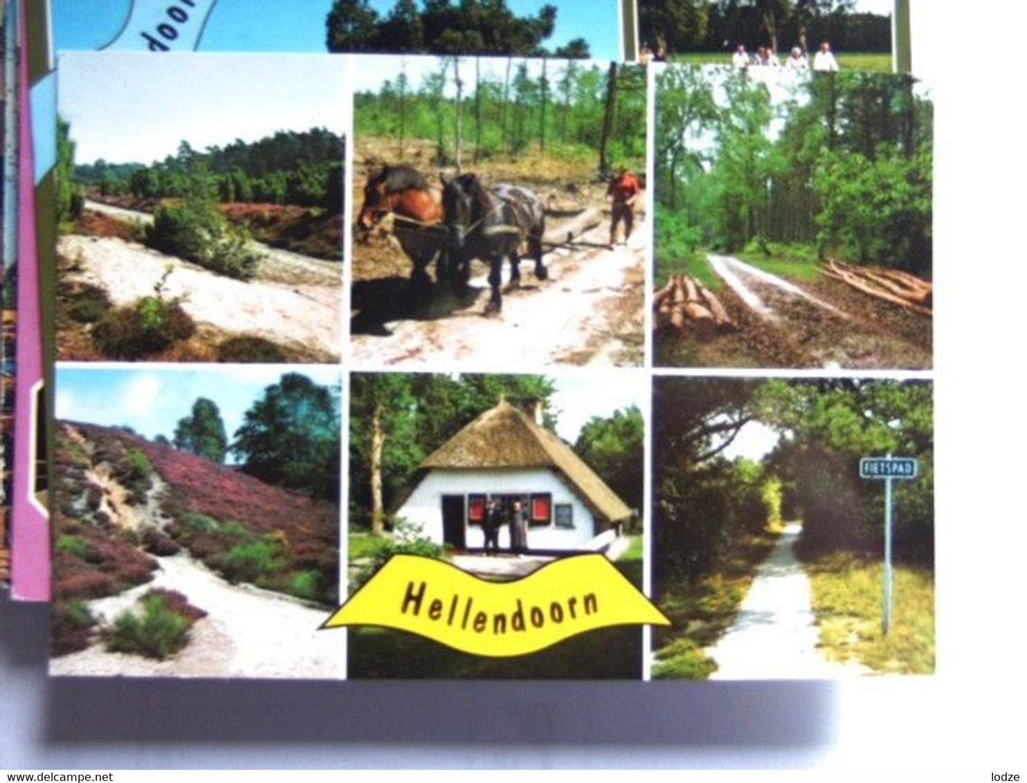 Nederland Holland Pays Bas Hellendoorn Met Werkpaarden In Het Bos - Hellendoorn