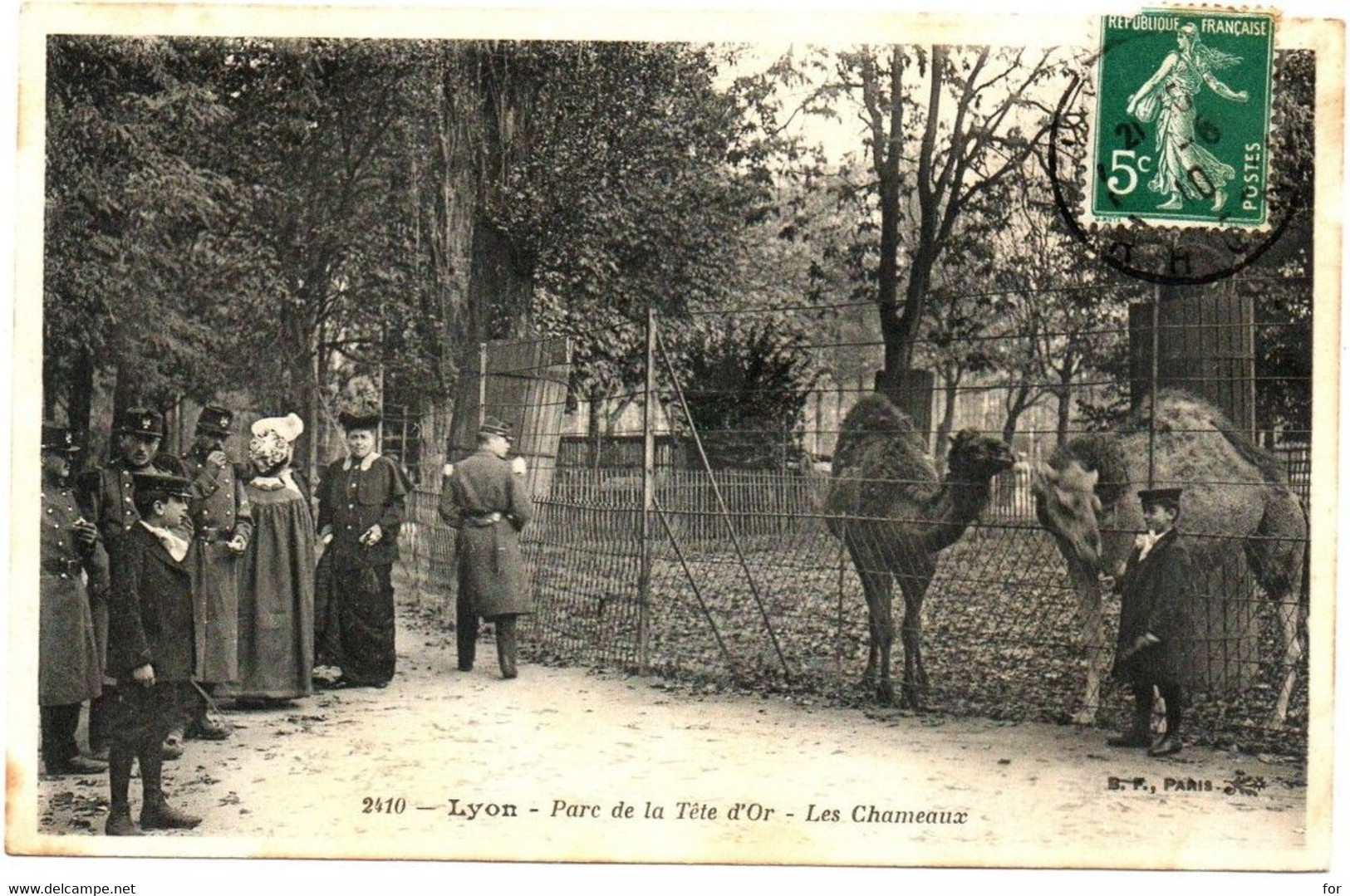 Rhône : LYON : Parc De La Tête D'Or : Les Chameaux : Animée - Lyon 6