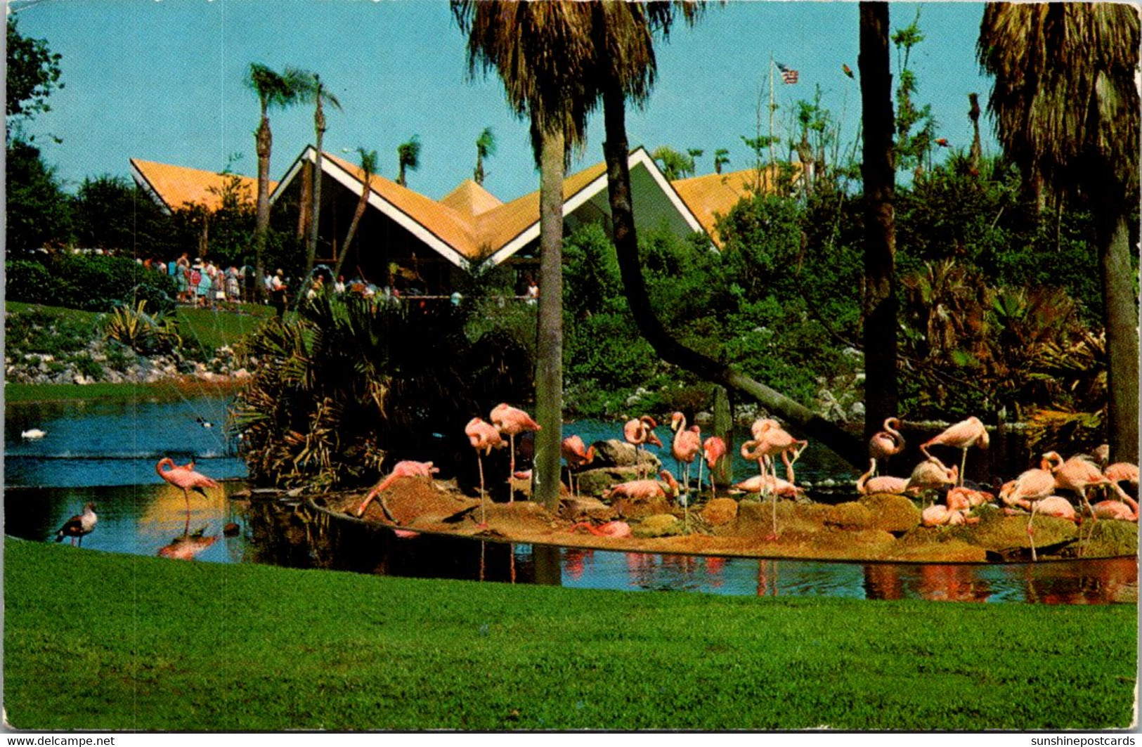 Florida Tampa Busch Gardens Nesting Flamingos 1977 - Tampa