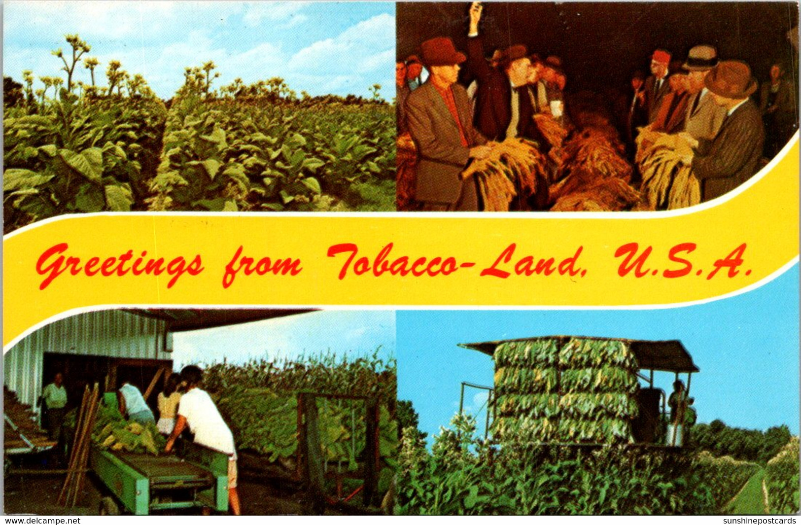 Greetings From Tobacco Land U S A Split View - Saluti Da.../ Gruss Aus...