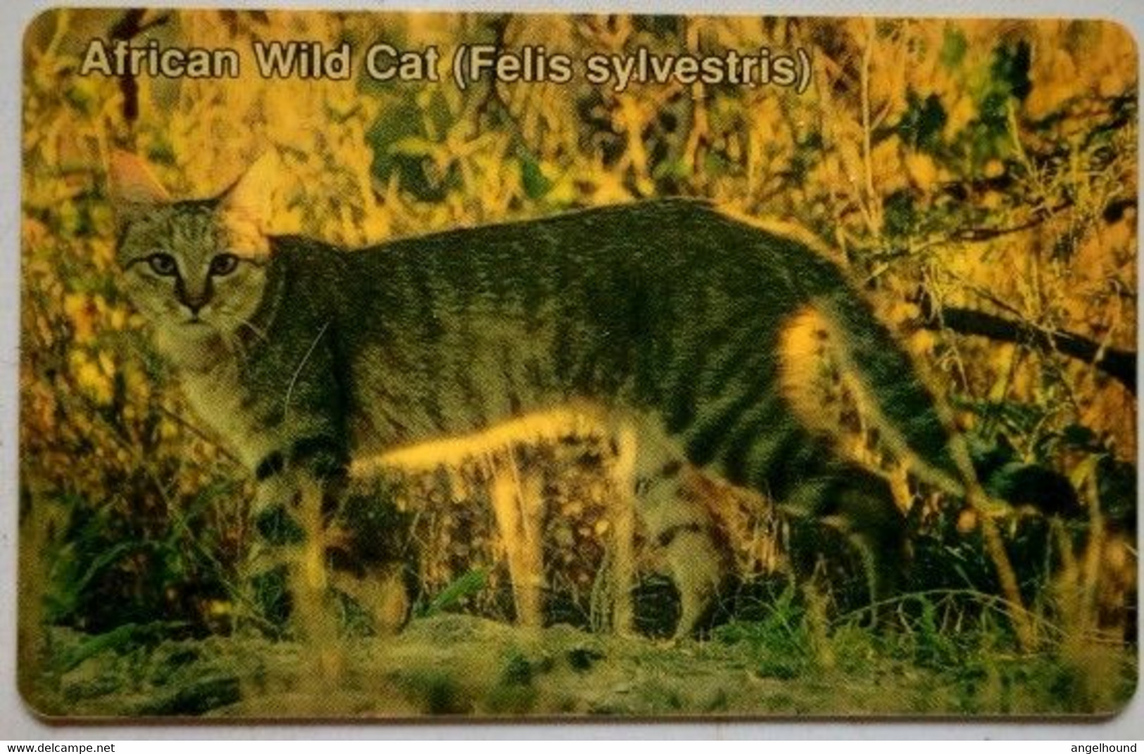 Namibia N$20 "  African Wild Cat ( NAEI - Normal Zero ) - Namibia