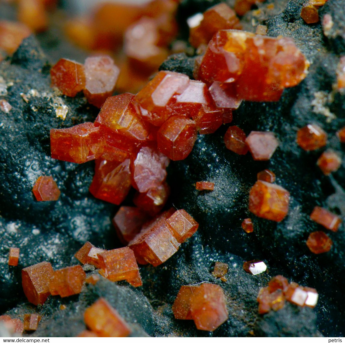Mineral - Vanadinite su Goethite (Taouz, Draa Tafilalet, Morocco) - Lot. 957