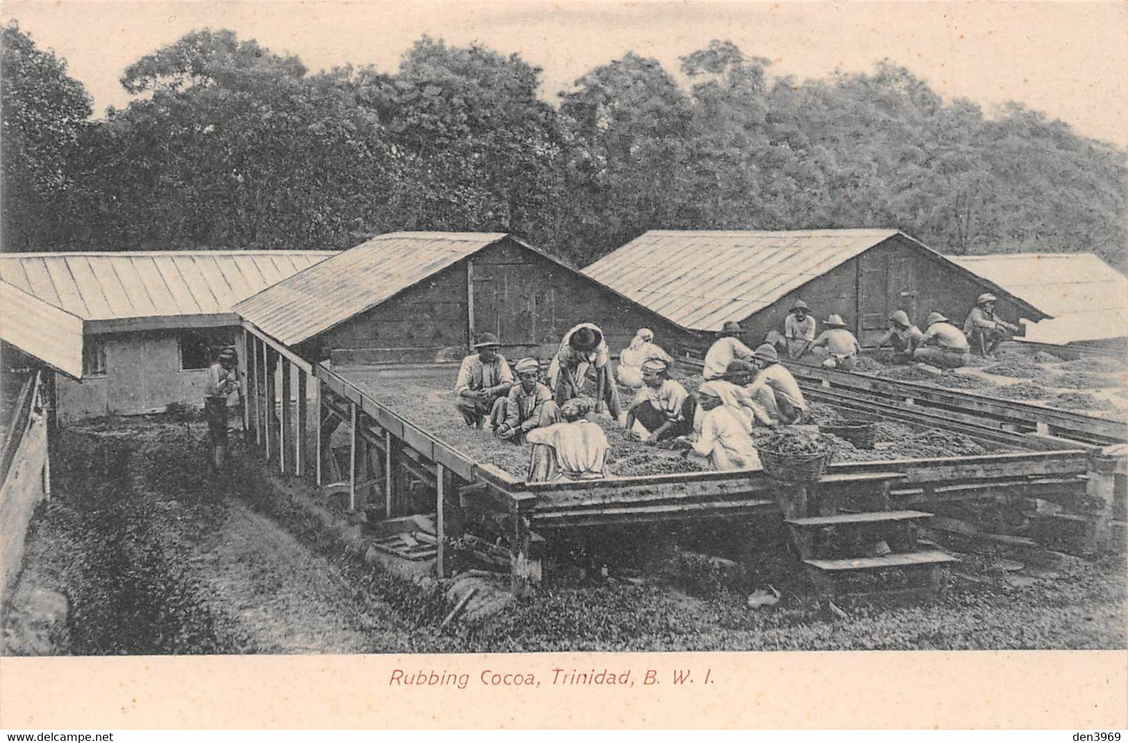 Amérique - TRINIDAD - Trinité-et-Tobago - Rubbing Cocoa - Cacao - Trinidad