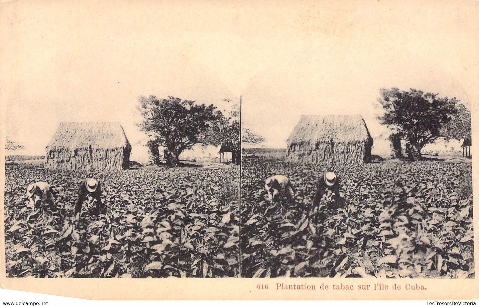 Cuba - Plantation De Tabac Sur L'île De Cuba - Animé - Précurseur - Carte Postale Ancienne - Kuba