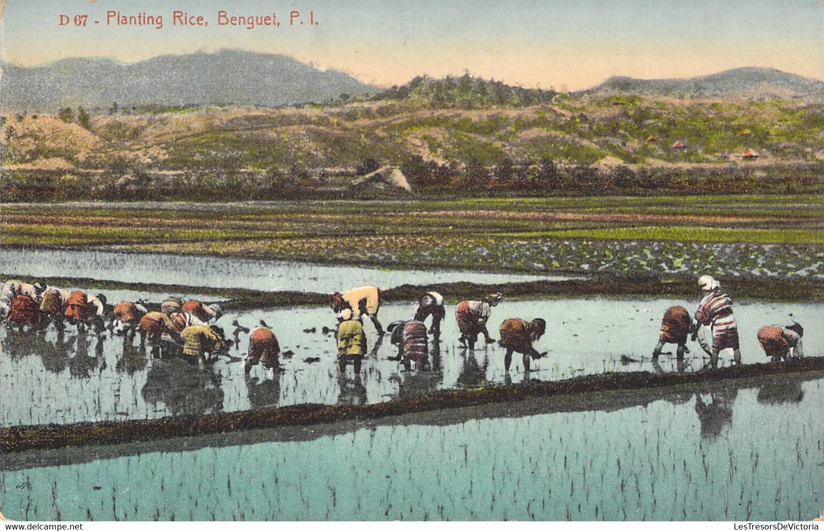Philippines - Planting Rice -  Edit. Dennistons - Coloris - Animé - Carte Postale Ancienne - Philippinen