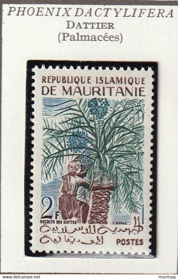 MAURITANIE - Dattier, Phoenix Dactylifera - Y&T N° 142 - 1960 - MNH - Mauritanie (1960-...)