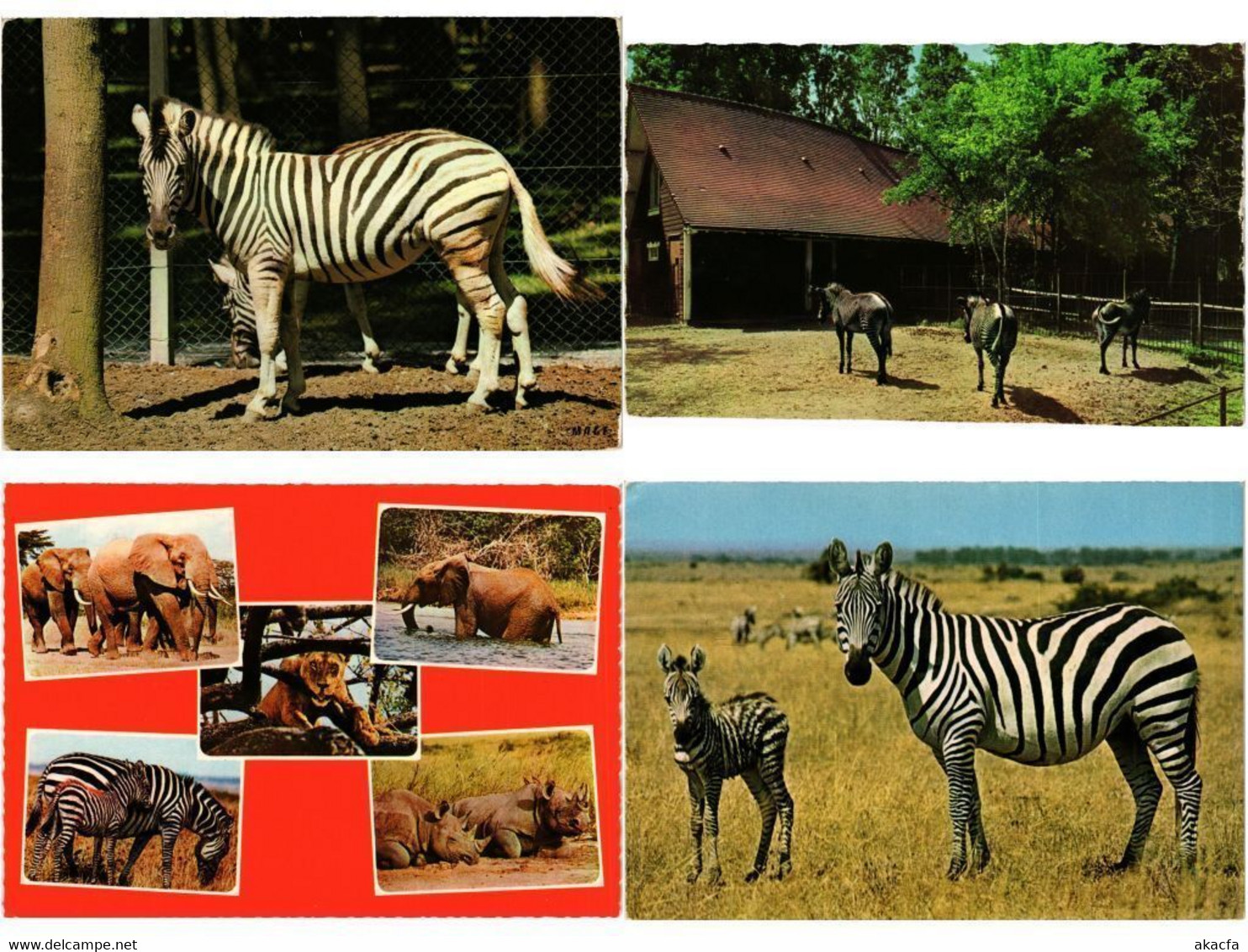 ZEBRA, ZEBRAS, ANIMALS 31 Modern Postcards (L4499) - Zebras