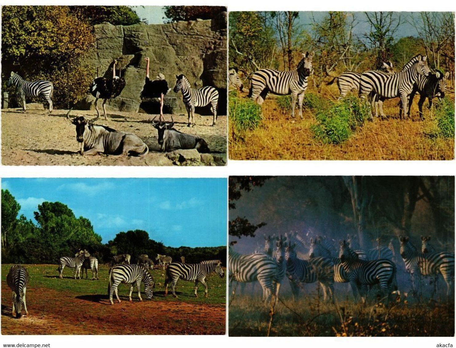 ZEBRA, ZEBRAS, ANIMALS 31 Modern Postcards (L4499) - Zebras