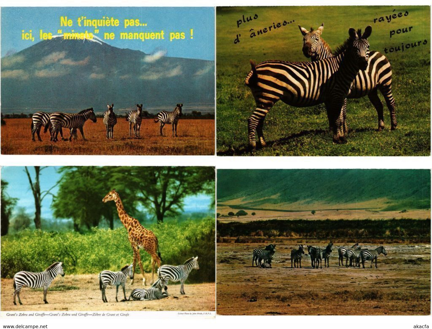 ZEBRA, ZEBRAS, ANIMALS 31 Modern Postcards (L4499) - Zebra's