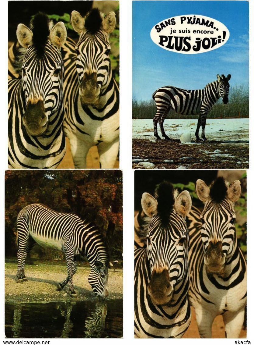 ZEBRA, ZEBRAS, ANIMALS 31 Modern Postcards (L4499)