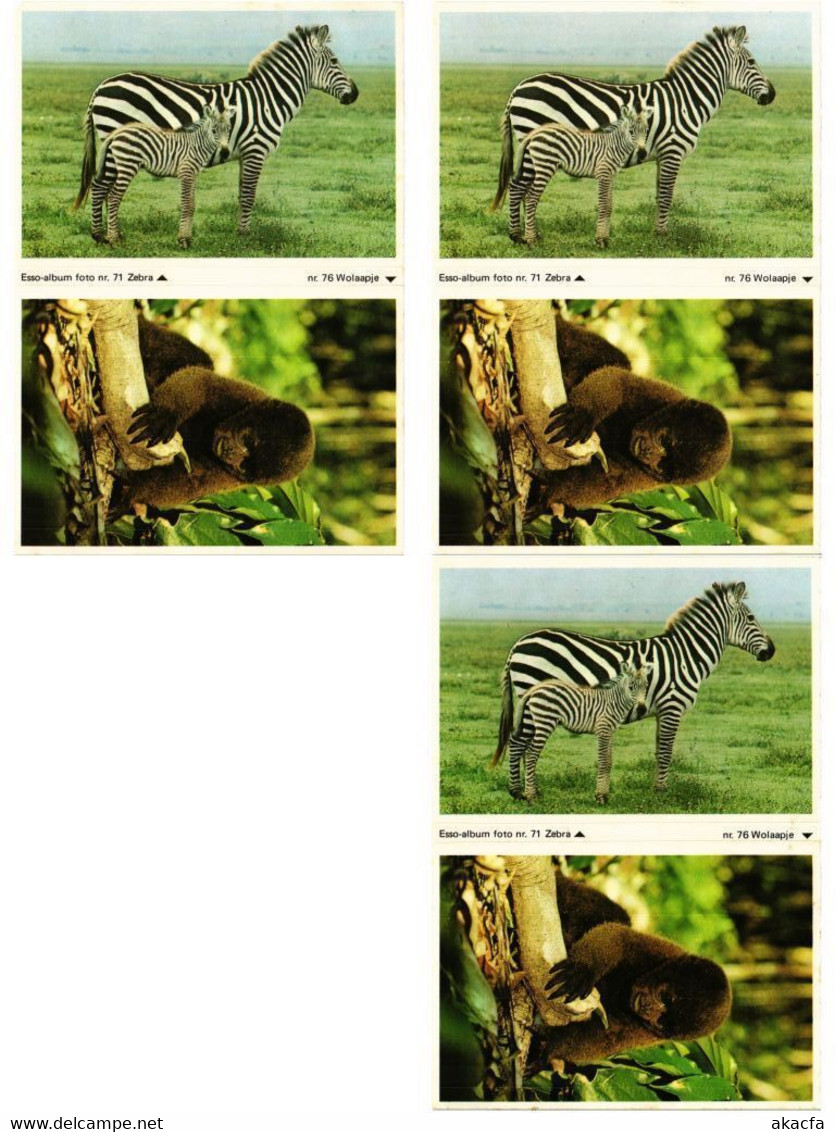 ZEBRA, ZEBRAS, ANIMALS 31 Modern Postcards (L4499)