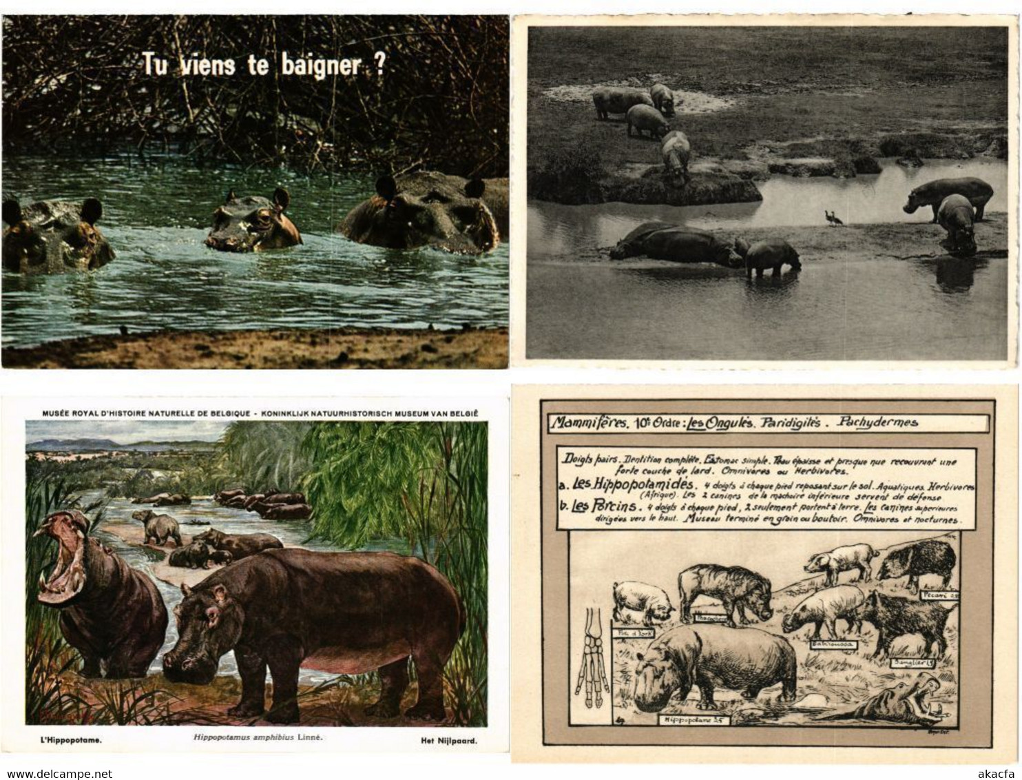 HIPPOPOTAMUS, HIPPO, HIPPOS, ANIMALS 27 Modern Postcards (L4496) - Ippopotami