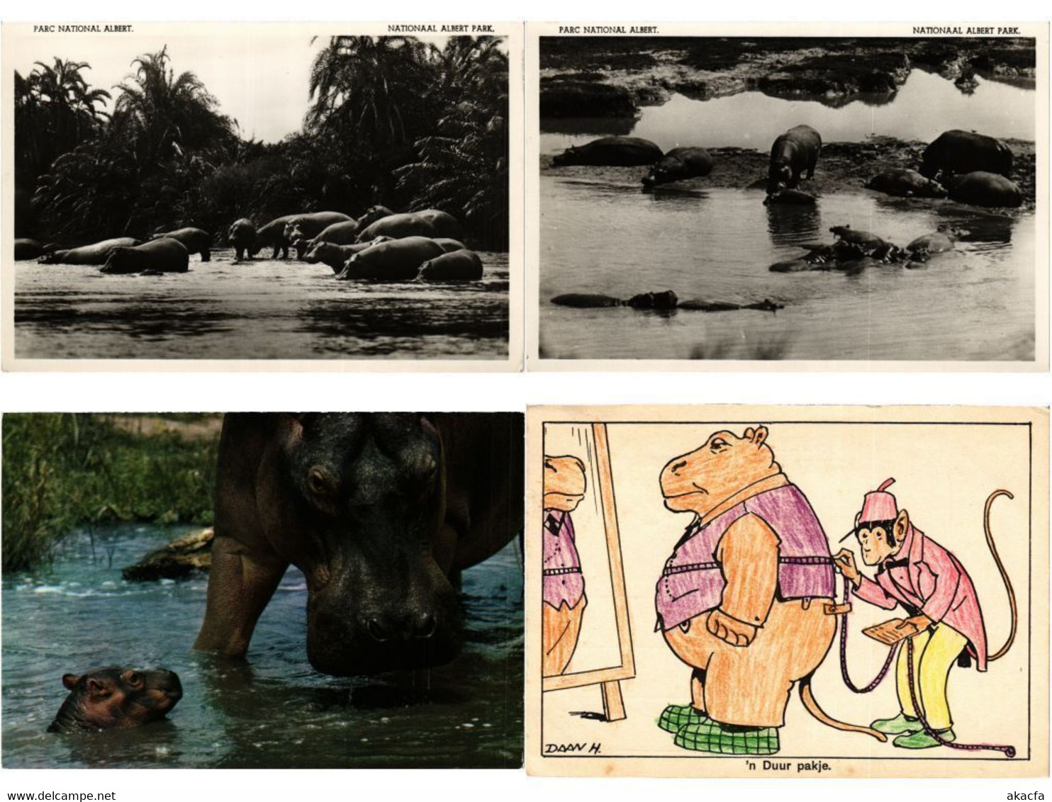 HIPPOPOTAMUS, HIPPO, HIPPOS, ANIMALS 27 Modern Postcards (L4496) - Flusspferde