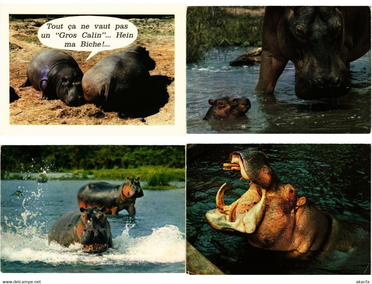 HIPPOPOTAMUS, HIPPO, HIPPOS, ANIMALS 27 Modern Postcards (L4496) - Nijlpaarden