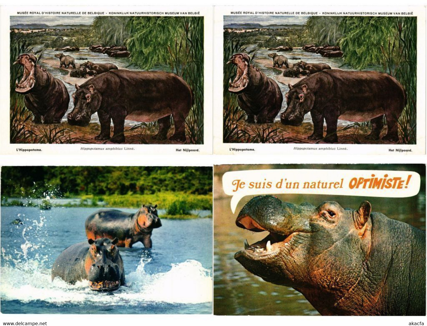 HIPPOPOTAMUS, HIPPO, HIPPOS, ANIMALS 27 Modern Postcards (L4496) - Flusspferde