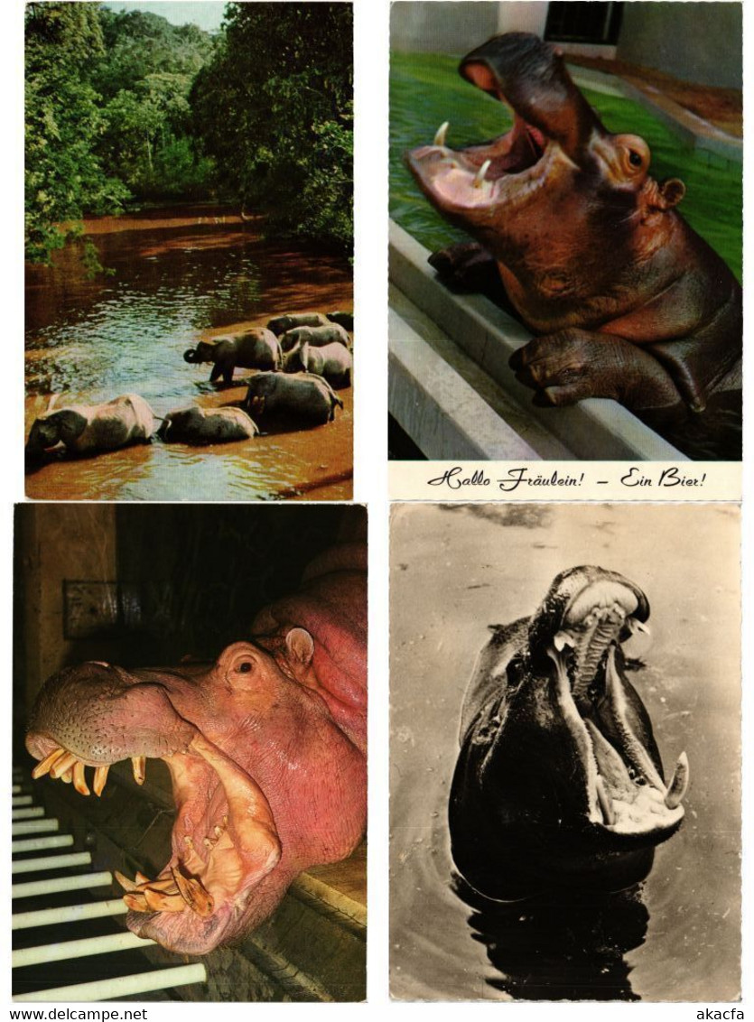 HIPPOPOTAMUS, HIPPO, HIPPOS, ANIMALS 27 Modern Postcards (L4496)