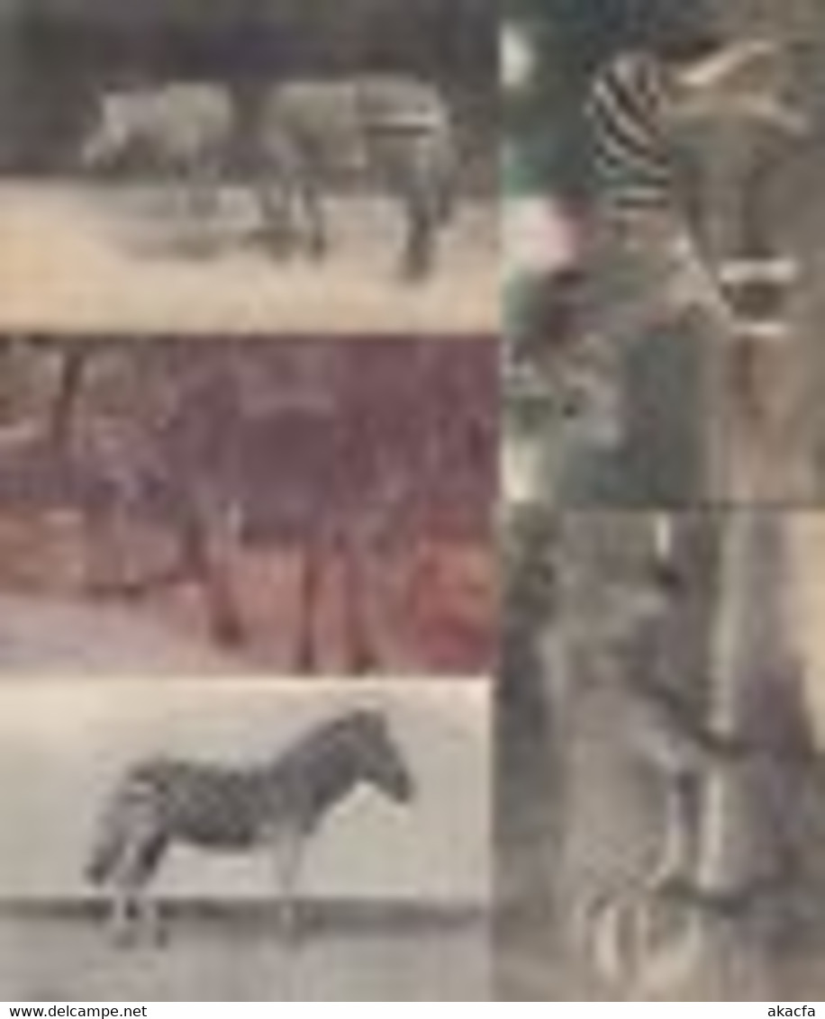 ZEBRA 15 Vintage ANIMALS Postcards Pre-1940 (L3630) - Zebras