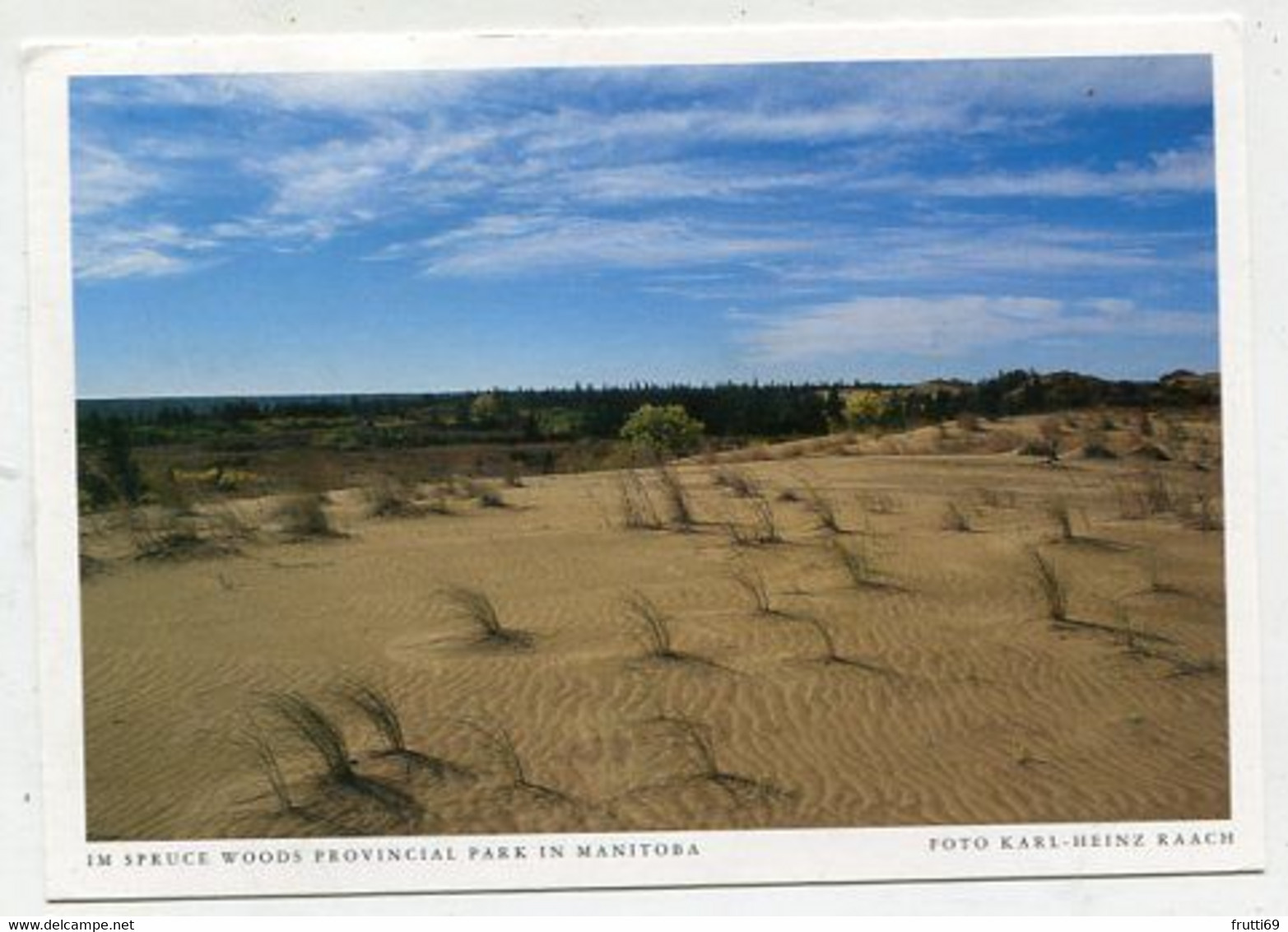 AK 115949 CANADA - Manitoba - Im Spruce Woods Provincial Park - Andere & Zonder Classificatie