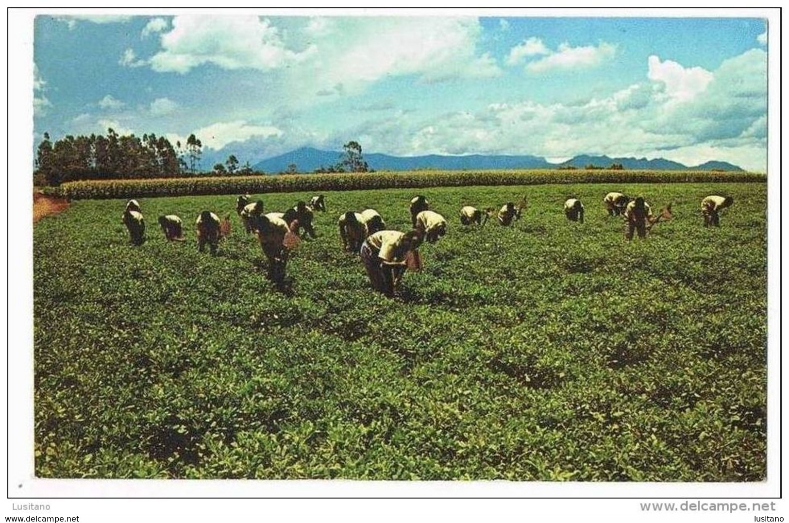 MALAWI . Weeding Ground Nuts At Nasawa Africa - Malawi