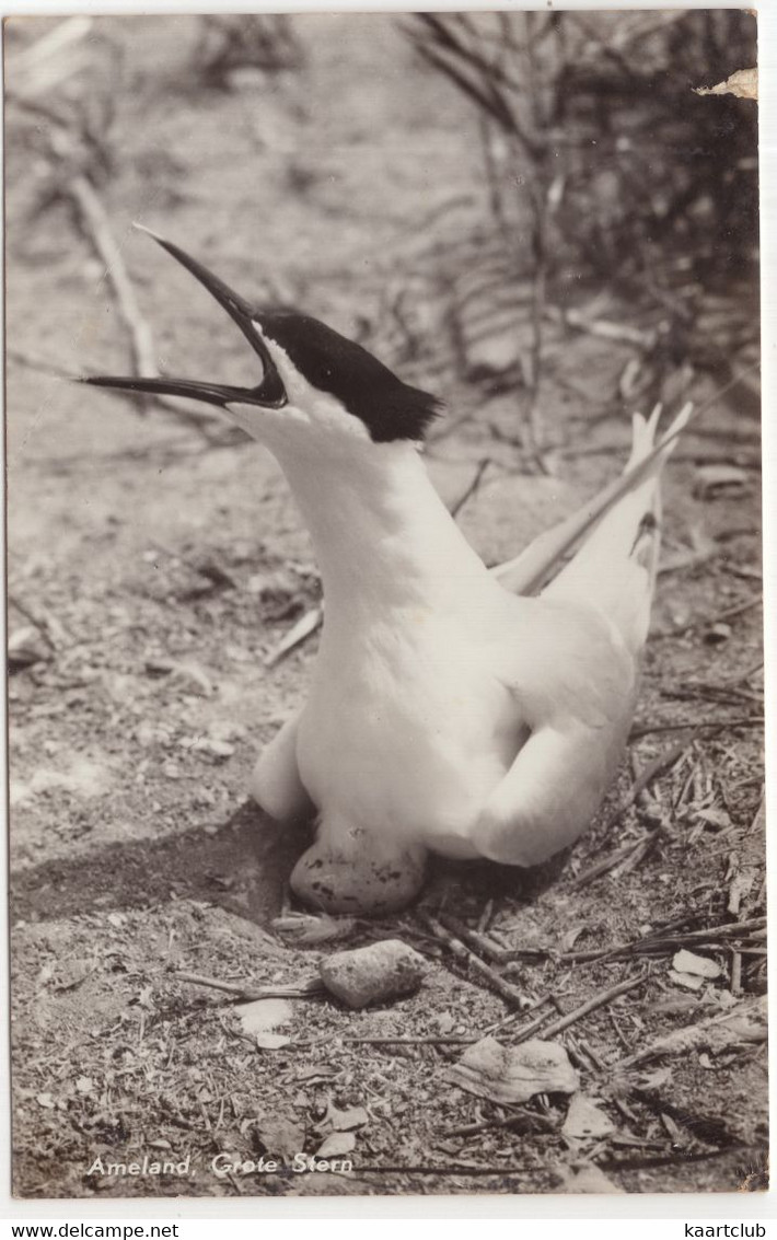 Ameland, Grote Stern - (Wadden, Nederland/Holland) - 1958 - (Thalasseus Sandvicensis) - Ameland