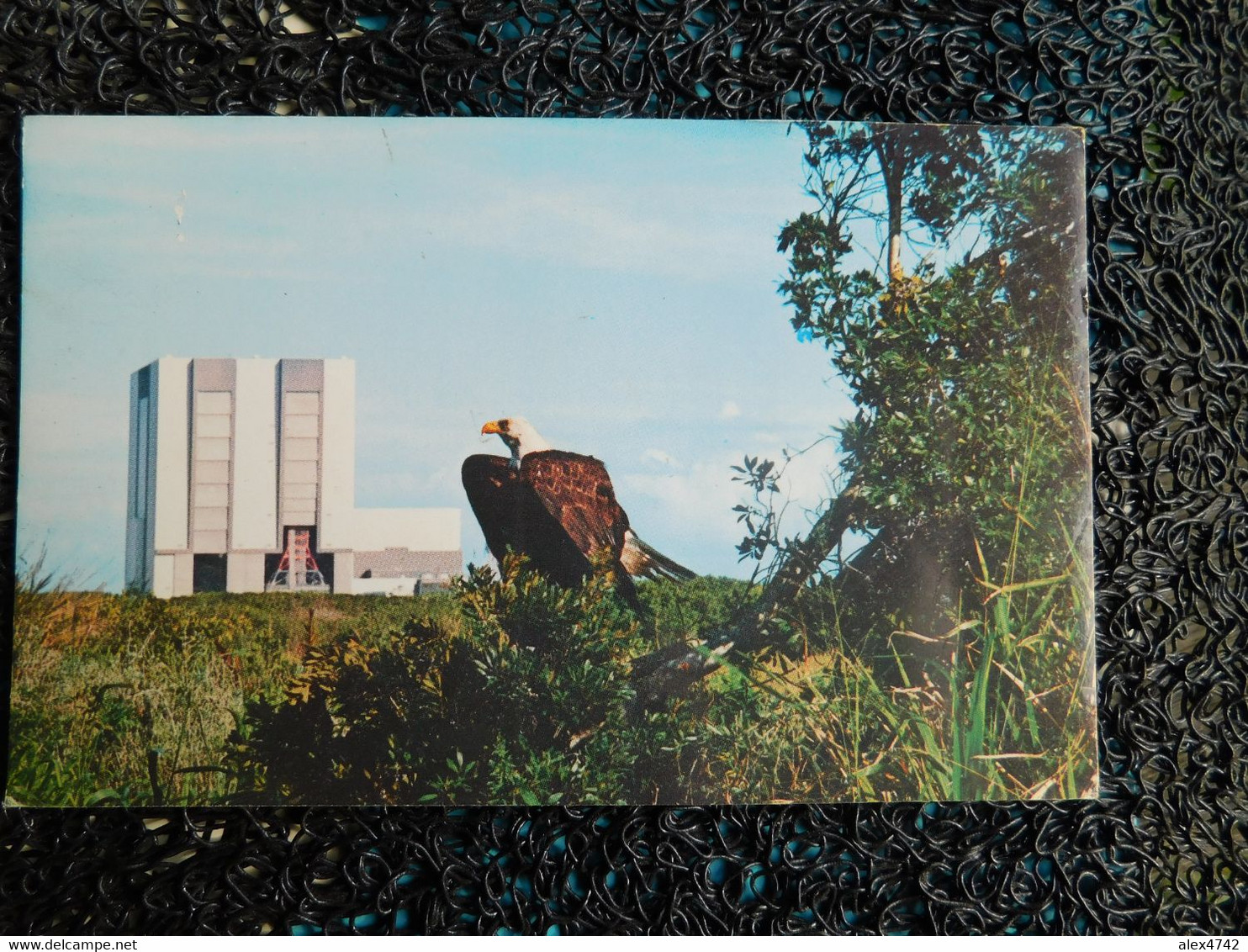 The American Bald Eagle Shares Residence At The Kennedy Space Center (R16) - Orlando