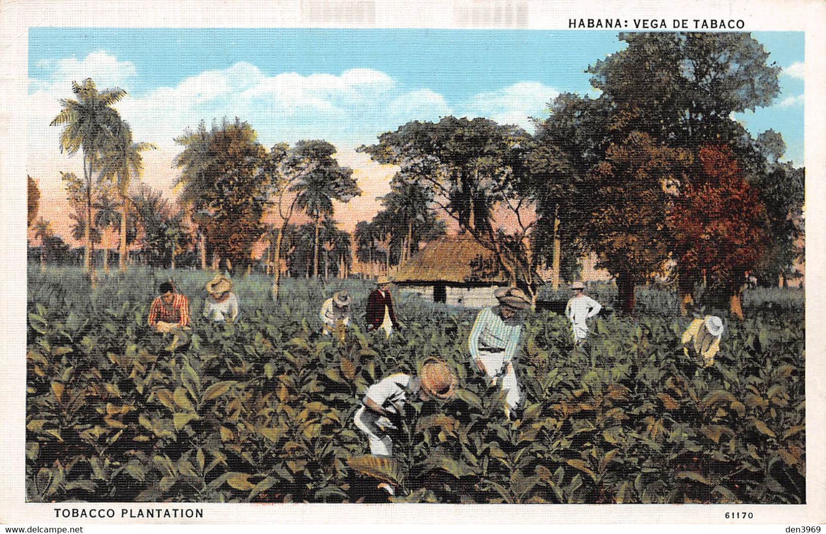 Amerique - CUBA - Habana (La Havane) - Vega De Tabaco - Tobacco Plantation - Voyagé (voir Les 2 Scans) - Cuba
