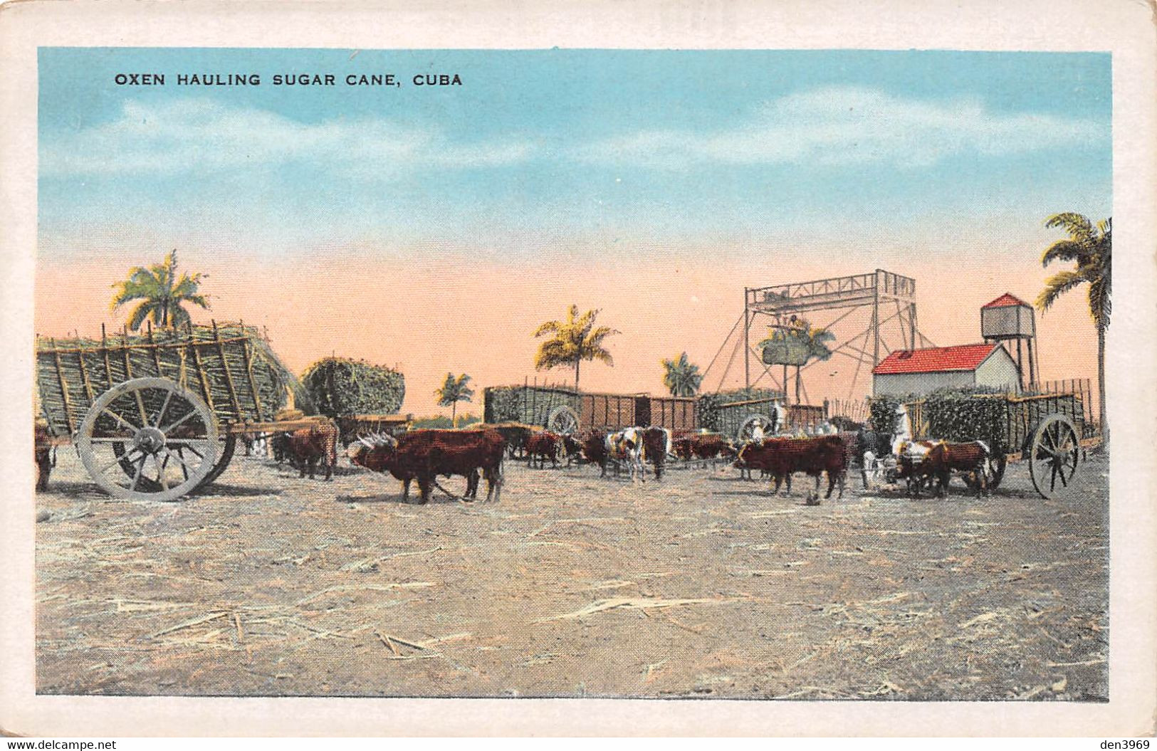 Amerique - CUBA - Oxen Hauling Sugar Cane - Boeufs Attelés - Cuba