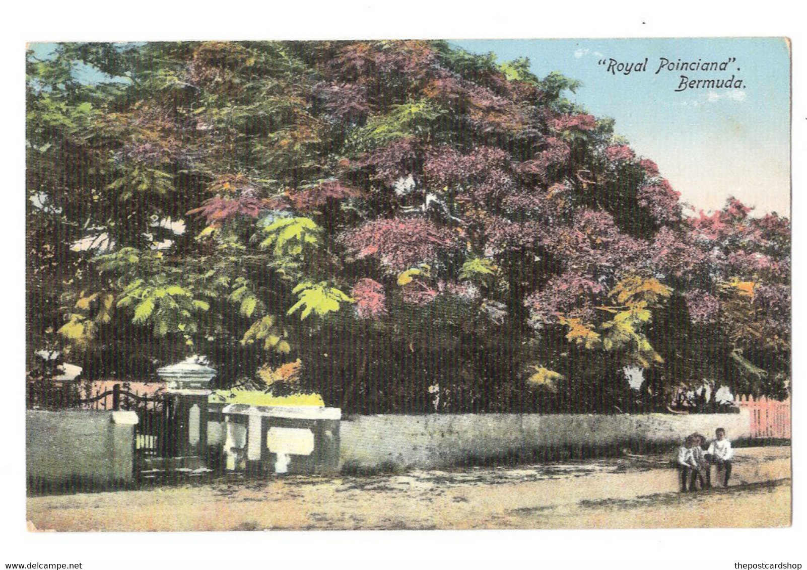 Bermuda Bermudes Royal Poinciana Bermuda Drug Company MORE BERMUDA LISTED REF 20 - Bermudes