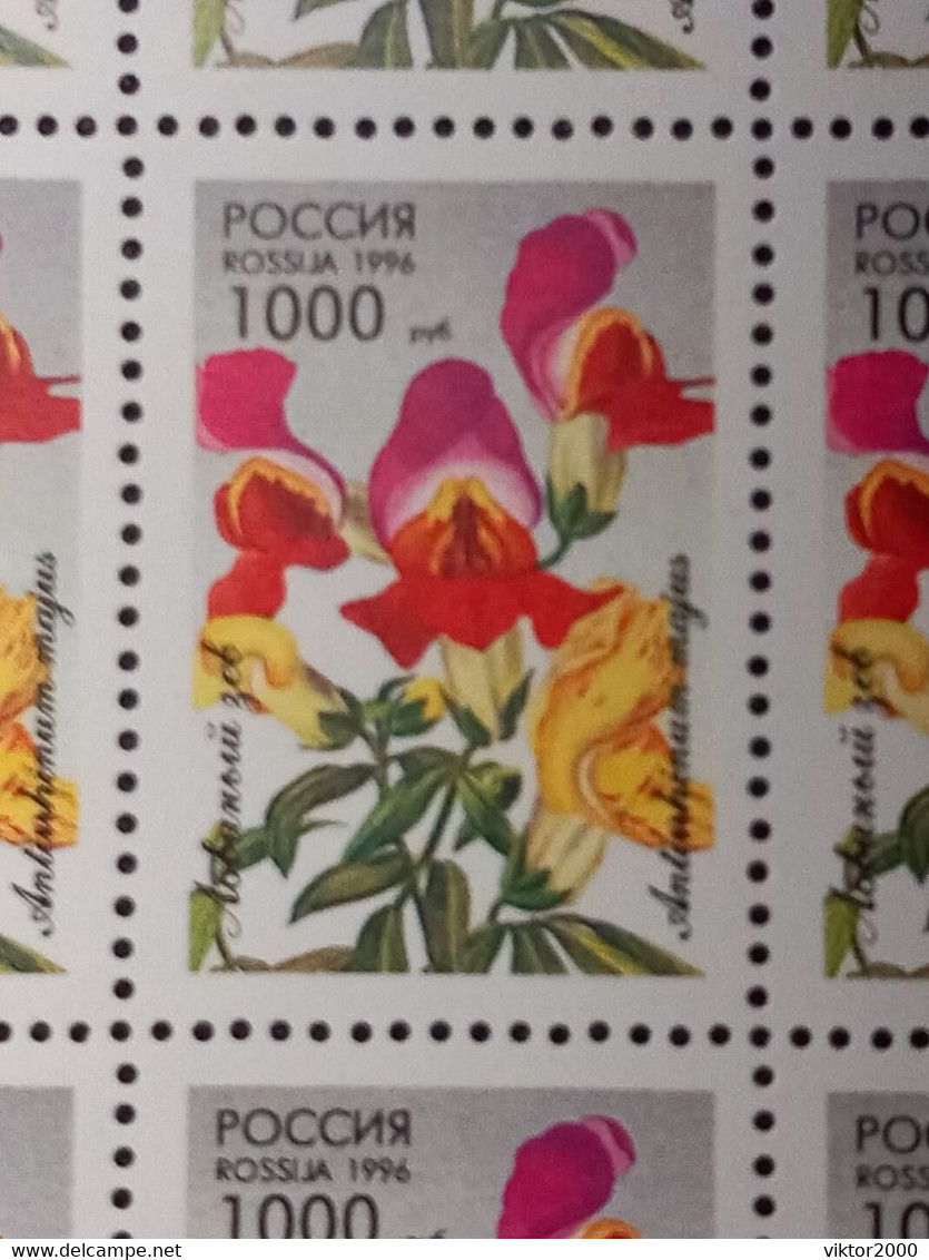 RUSSIA MNH (**) 1996 Flowers YVERT 6165-6159 Mi 480-484 - Hojas Completas