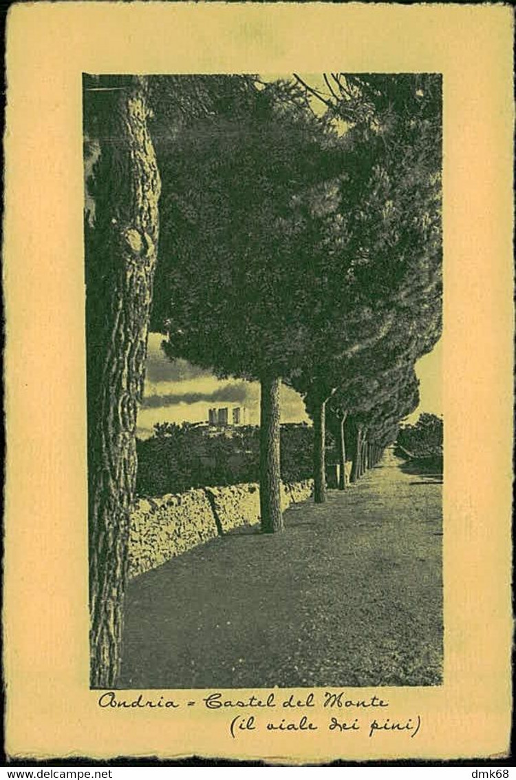 ANDRIA - CASTEL DEL MONTE - IL VIALE DEI PINI - FOTO MALGHERINI - 1950s (14509) - Andria