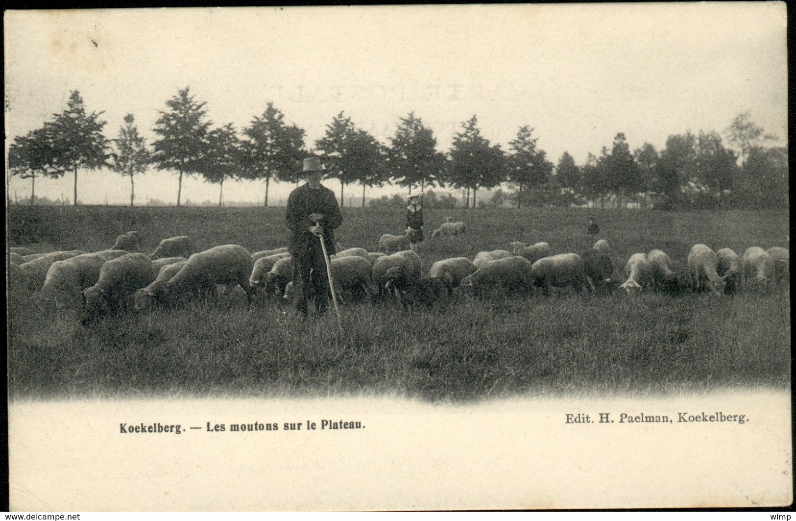 KOEKELBERG  : Les Moutons Sur Le Plateau - Koekelberg